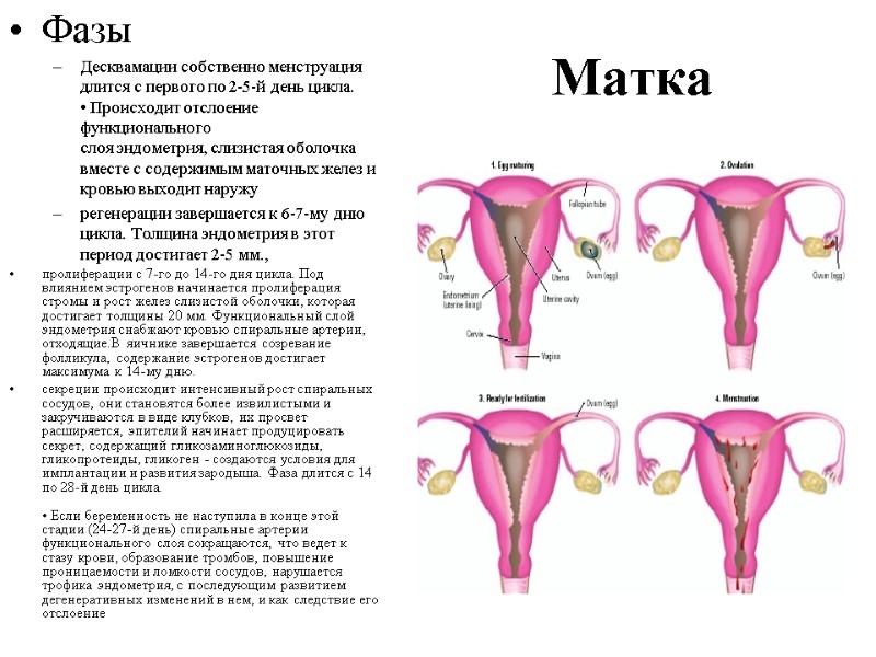 Матка Фазы Десквамации собственно менструация длится с первого по 2-5-й день цикла. • Матка Фазы Десквамации собственно менструация длится с первого по 2-5-й день цикла. •